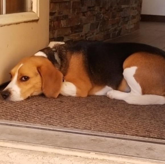 Meet your Posher, Marilyn - Picture 1 of 1